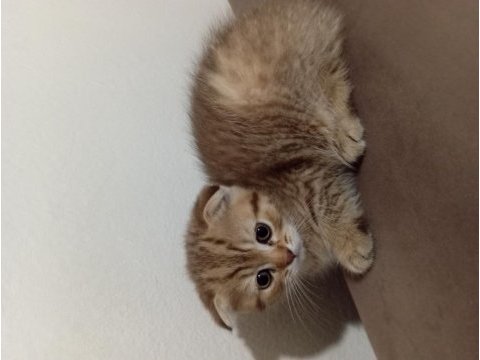 Yavru scottish fold kedimiz uyguna verilecek
