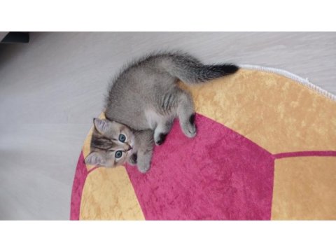 Safkan bırıtısh yavru