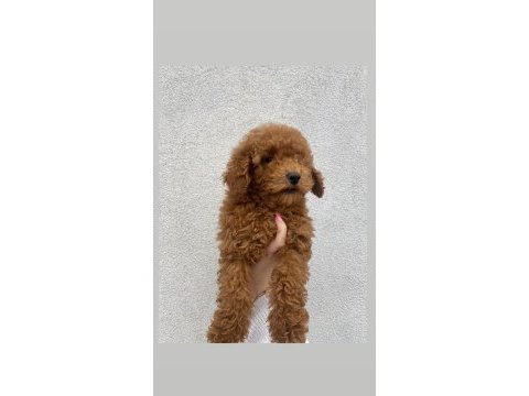 3 aylık erkek toy poodle bebeğimiz