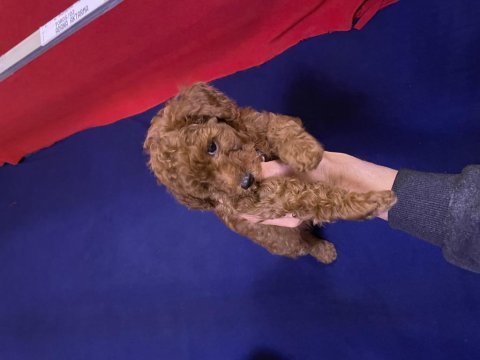Toy poodle red brown