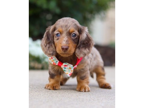 Pamuk tüylü longhair dachshund yavrular