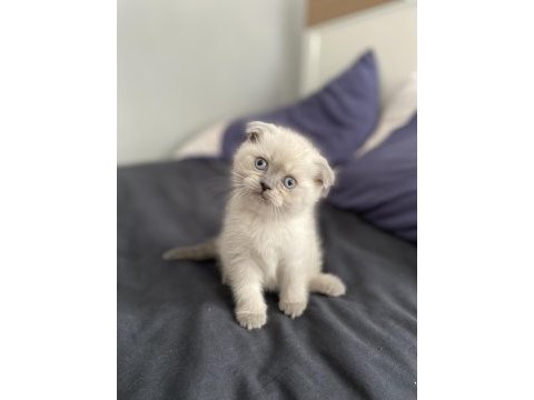 Scottish fold yavrular
