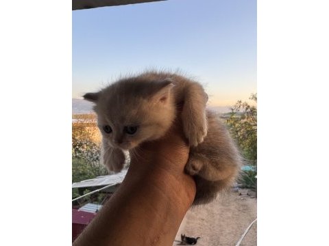 Ailenizin yeni üyeleri kediler değerli sahiplerini bekliyor