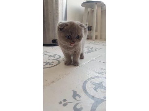 Muhteşem güzellikte scottish fold yavrularımız