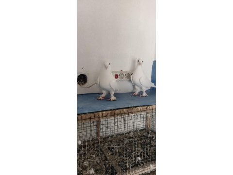 Arka tepe beyaz güvercin