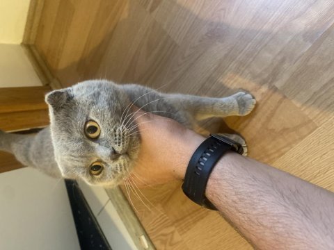 10 aylık dişi scottish fold