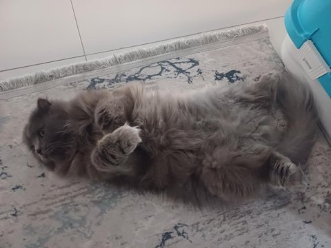 Ücretsiz takip şartlı kedimiz
