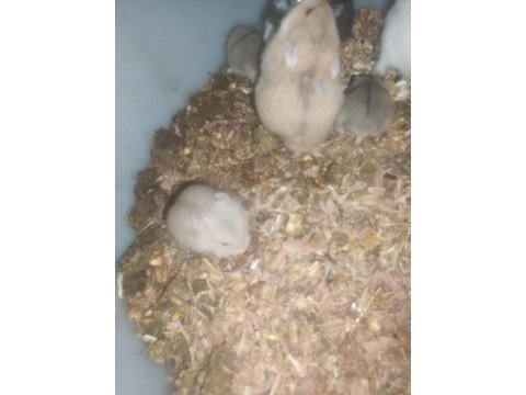 Gonzales yavrular hamster