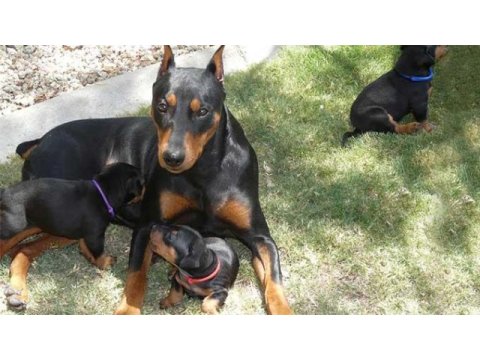 German pinscher puppies