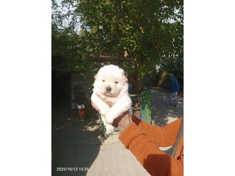 Chow chow bebeklerimiz