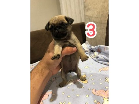 Muhteşem pug mops bebek köpekler