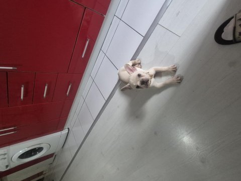 French bulldog blue platinium