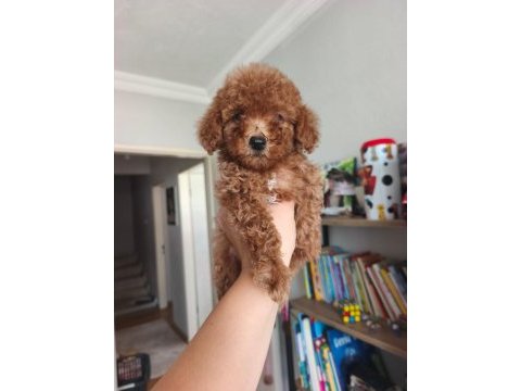 Toy poodle yavrularımız