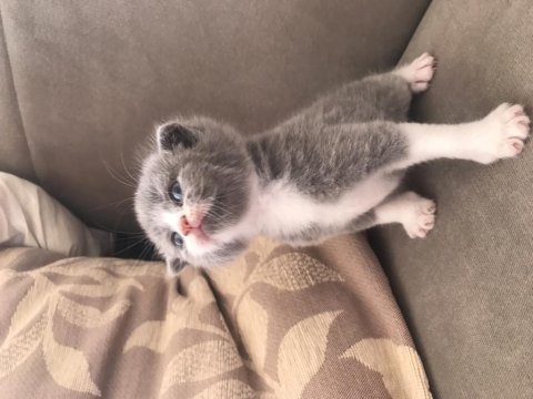 1 aylık yavru scottish fold