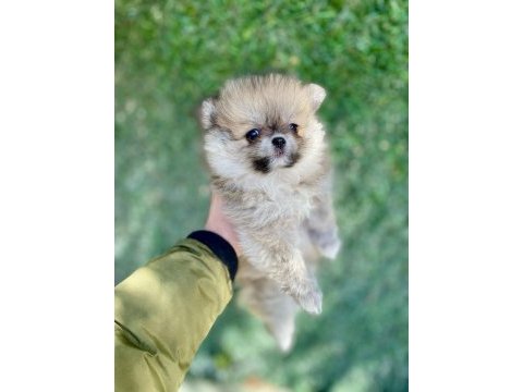 Mini mini aslan pomeranian boo