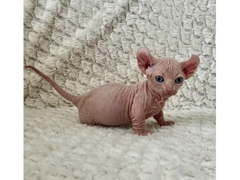 Erkek dwelf sphynx