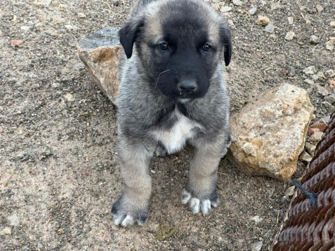 Harika safkan kangal yavrular