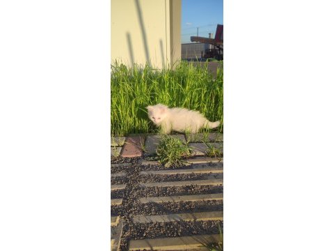 4 aylık yavru british shorthair kedimiz