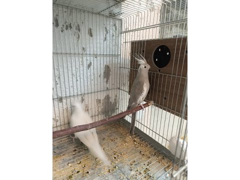 Damızlık albino ve wf cinnamon dişi sultan