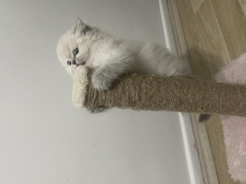 Son british longhair yavrum yeni ailesi için hazır