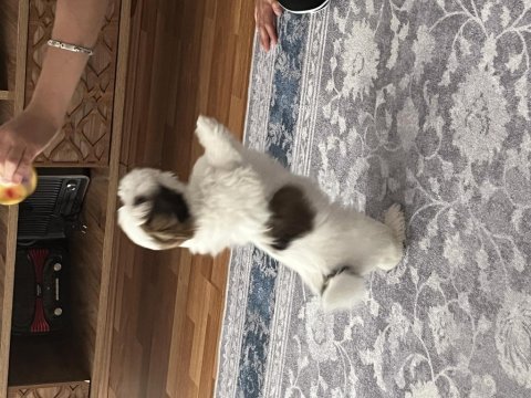 Shih tzu prenses sindi