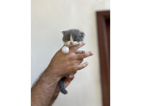 Irk ve sağlık garanti belgeli british shorthair yavruları