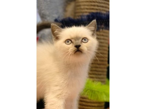 British shorthair yavrularımız teslime hazır