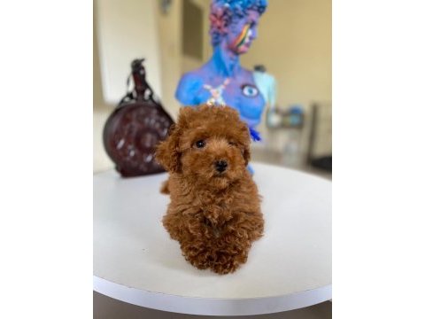 Tüy dökmeyen kalite sağlık ırk garantili poodle yavrularımız