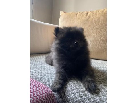 Erkek ayıcık pomeranian