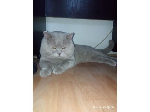 British shorthair yeni yavrular (beyaz&gri) ankara/polatlı