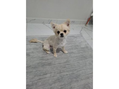 Orjinal erkek chihuahua