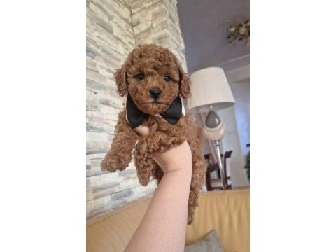 Toypoodle yavrularımız yavrularımız 