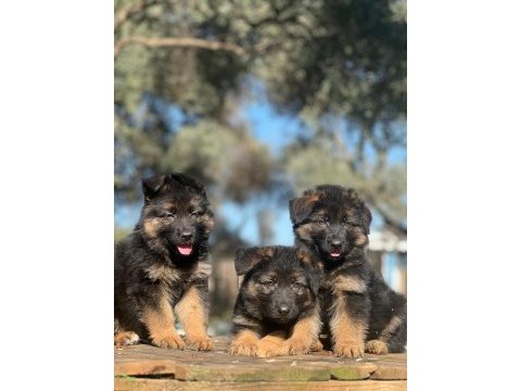 Showline k9 alman kurdu yavrularımız