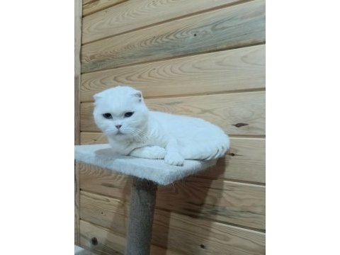 Scottish fold kedimiz