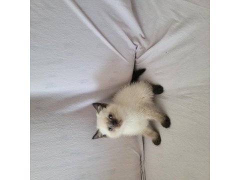 Güzel british shorthair yavrular