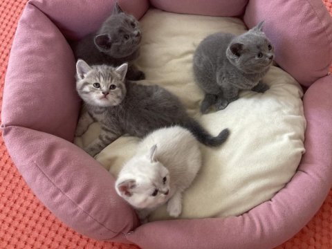 Scottish fold bebekler