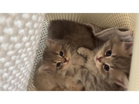 British longhair kedisi