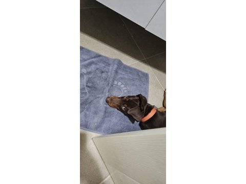 5.5 aylık eğitimli aşıları tam kızıl doberman