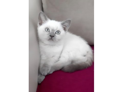 British shorthair kedimizi sahiplendirme