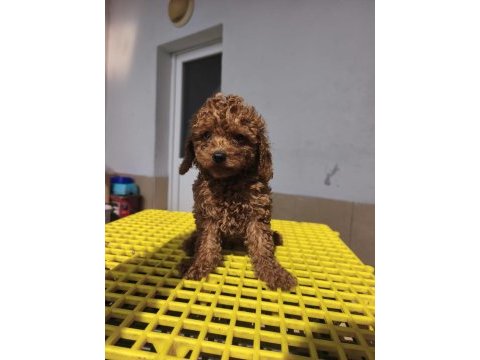 Toy poodle yavrular