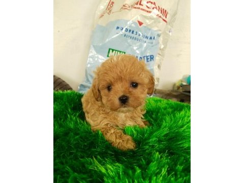 Orjinal poodle bebekler
