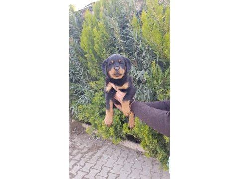 Koca kafa rottweiler yavrularımız
