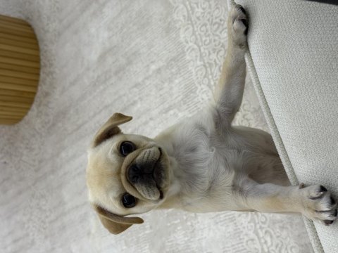 4 aylık aşıları tam dişi pug
