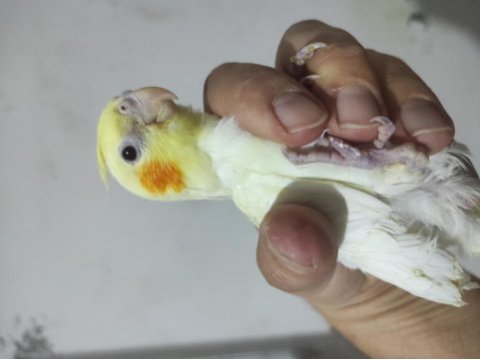 Evcil lutino erkek sultan papağanı