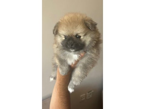 Sağlıklı pomeranian boo