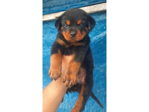 Rottweiler dişi erkek mevcut şecereli 