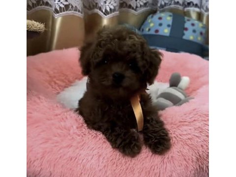 Toy poddle
