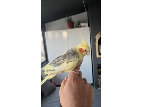 5 aylık ele alışkın sultan papağanı kafes dahil