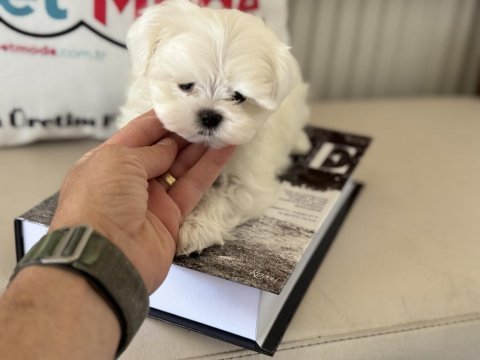 Yarışma düzeyinde tea cup kore kan maltese yavrumuz
