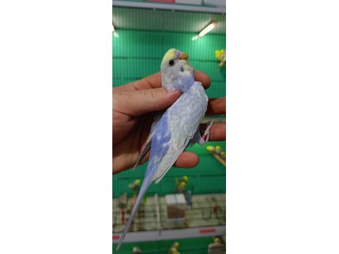 Rainbow muhabbet kuşu yavrular